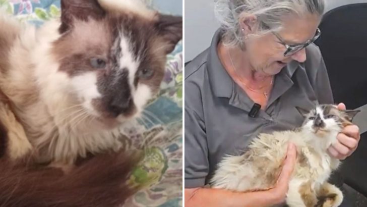 Woman Reunites With Her Cat After 11 Years Apart, All Thanks To The Magic Of A Microchip