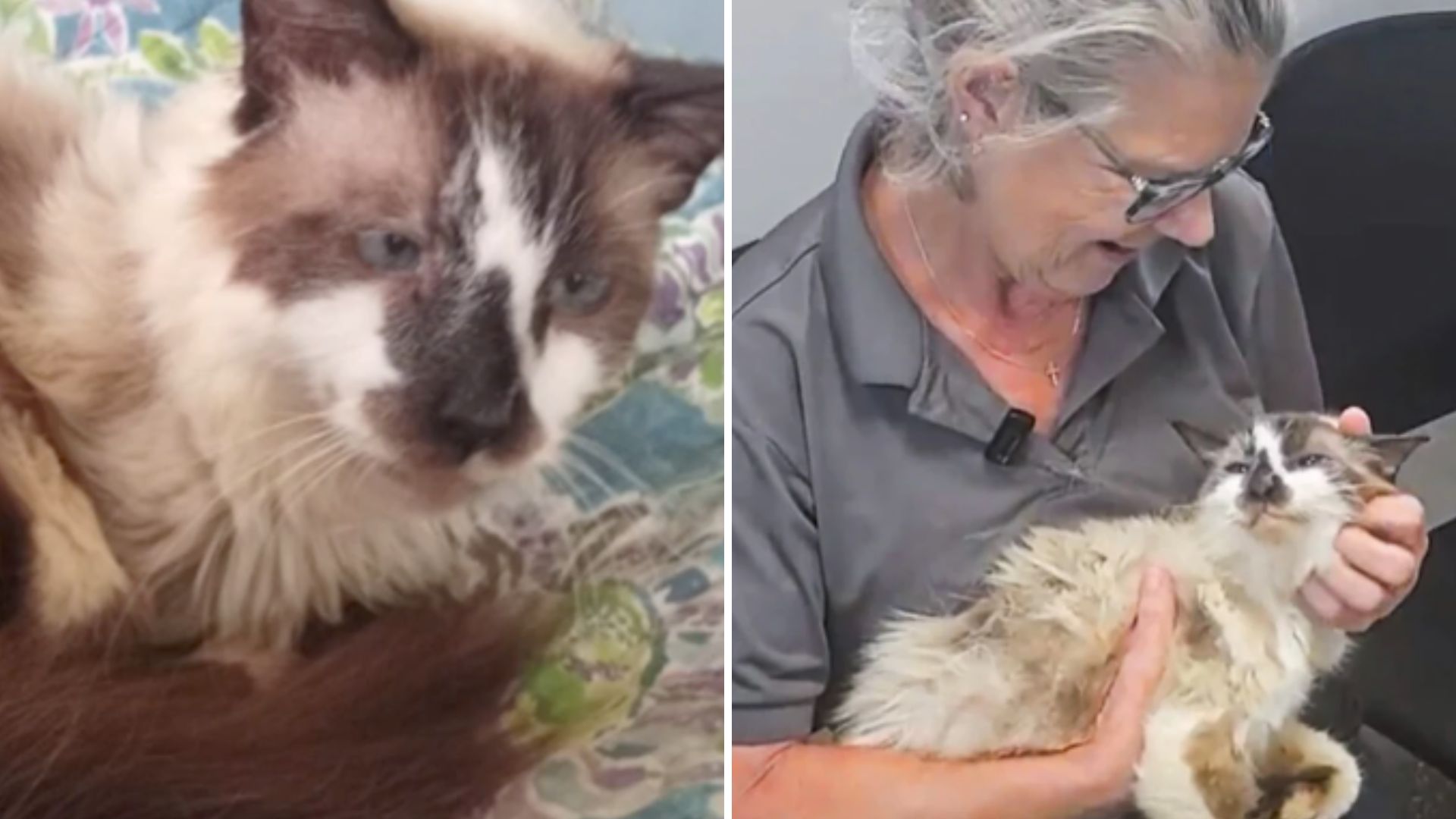 Woman Reunites With Her Cat After 11 Years Apart