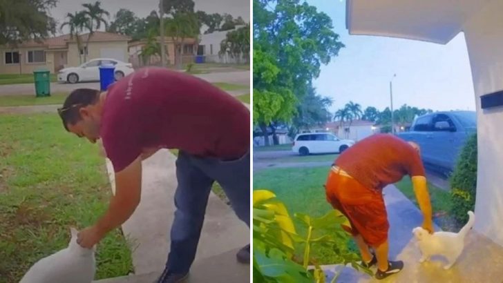 Woman Sees Her Cat’s Sweet Moment With Delivery Driver On Doorbell Camera