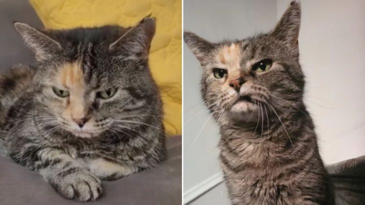 Woman Visits Shelter With No Intention Of Adopting But Comes Home With A Cat No One Wanted