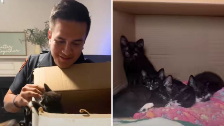 Woman’s Fiancé Rescues Cats And It Heals Her Heart From Previous Cat-Hating Partners