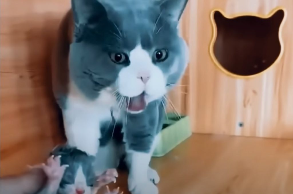 a British Shorthair looks after her kittens