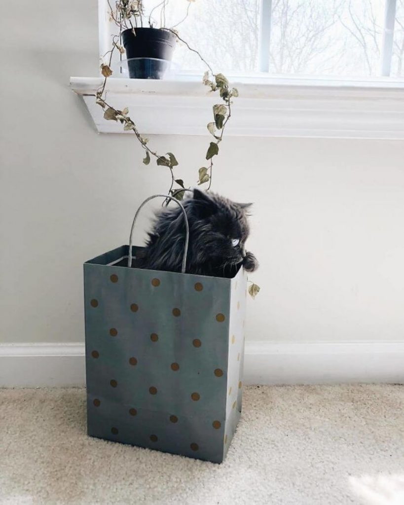 a Siamese cat peeks out of a bag