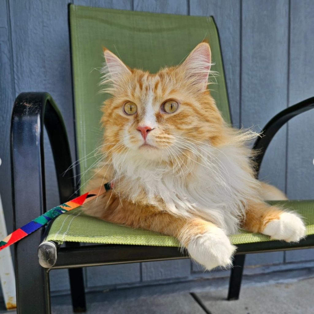 a beautiful cat is sitting on a green chair