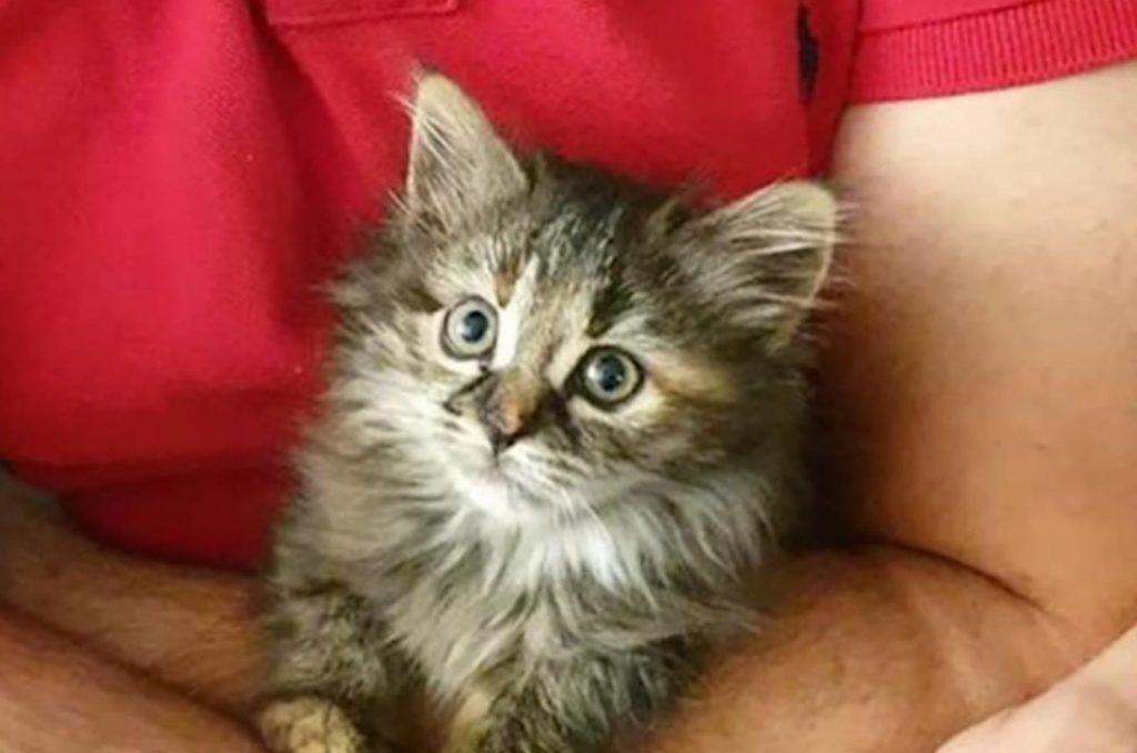 a beautiful kitten in the arms of a boy