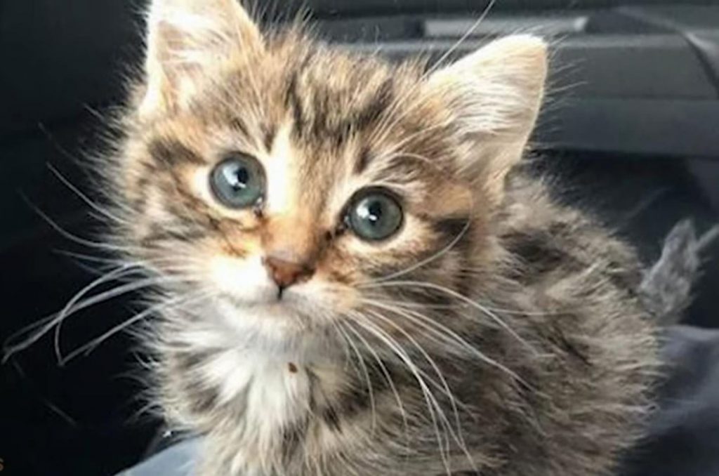 a beautiful kitten with green eyes