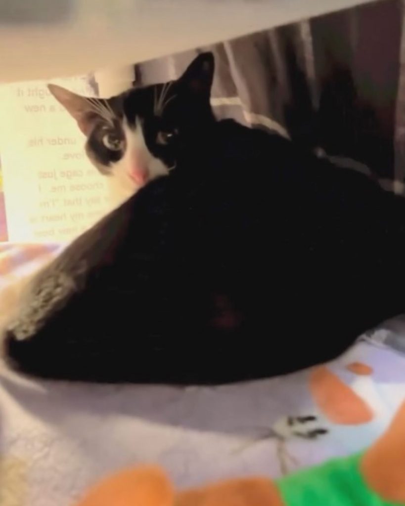 a black and white cat is lying on the bed