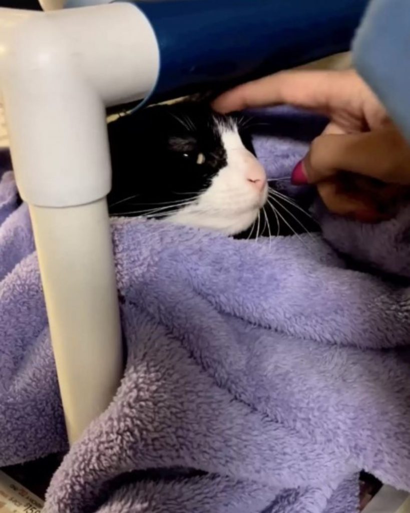 a black and white cat wrapped in a purple blanket