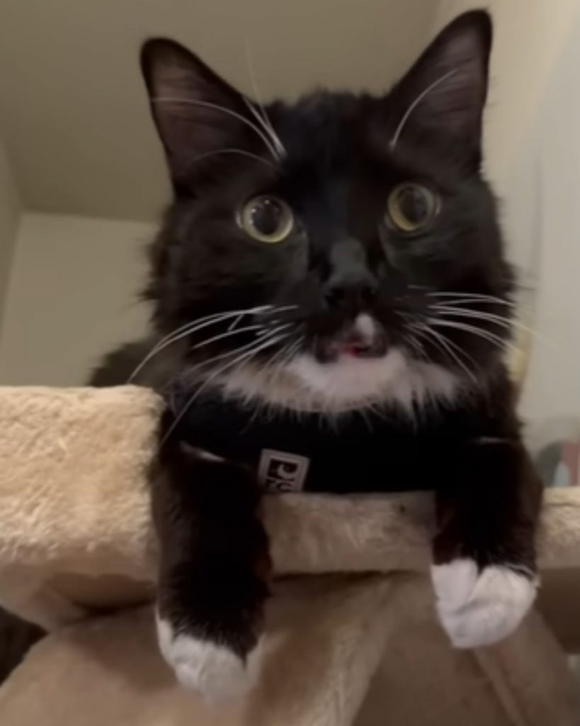 a black and white kitten lies on a scratching post