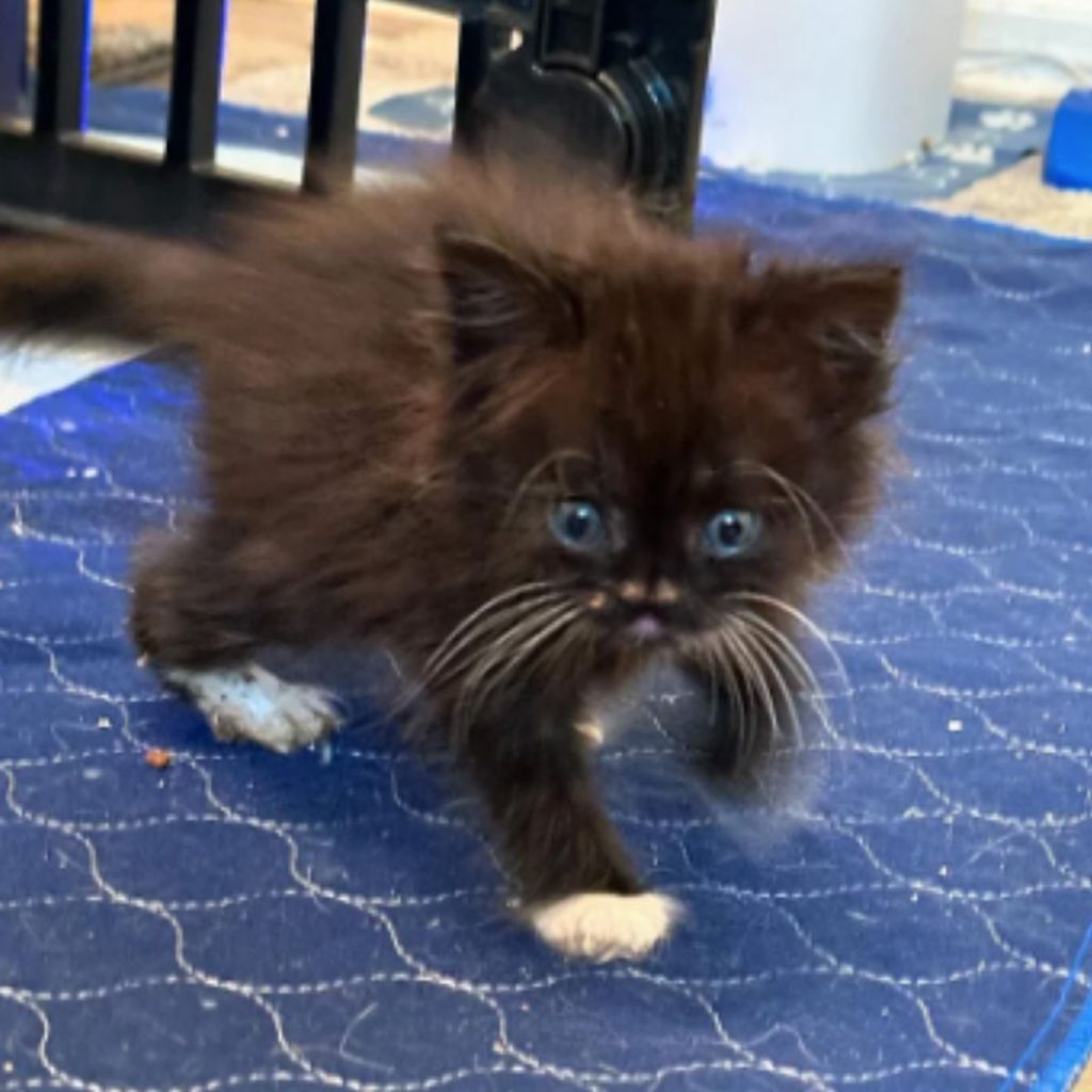 a black kitten walks on a blue carpet