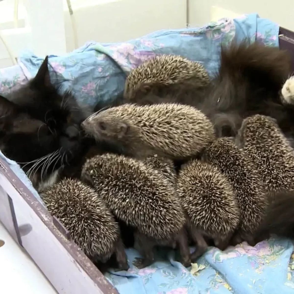 a bunch of hedgehogs