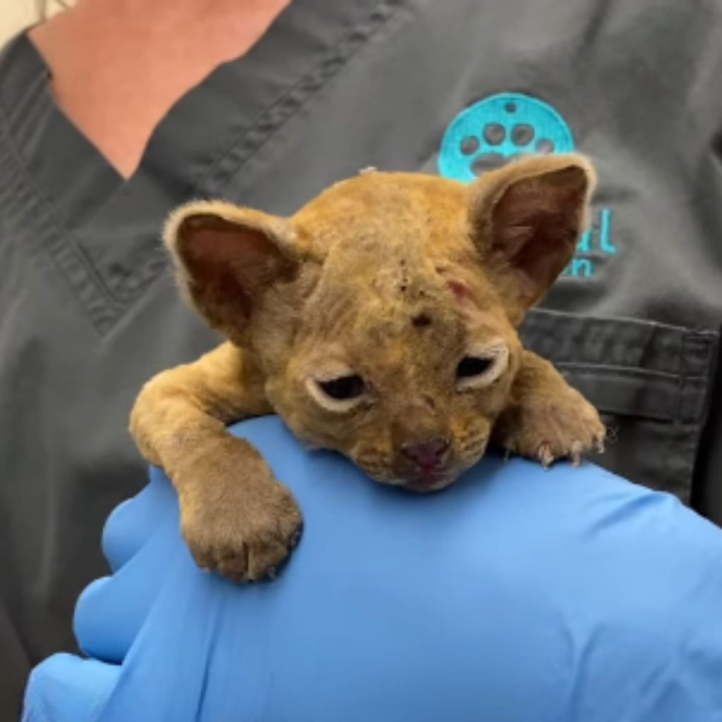 a burnt kitten in the hand of a veterinarian