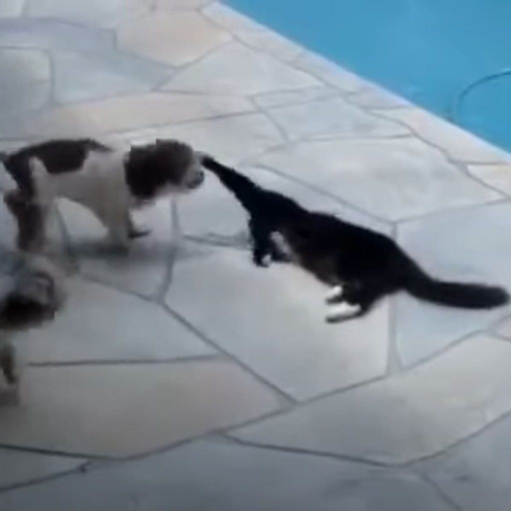 a cat attacks a dog by the pool