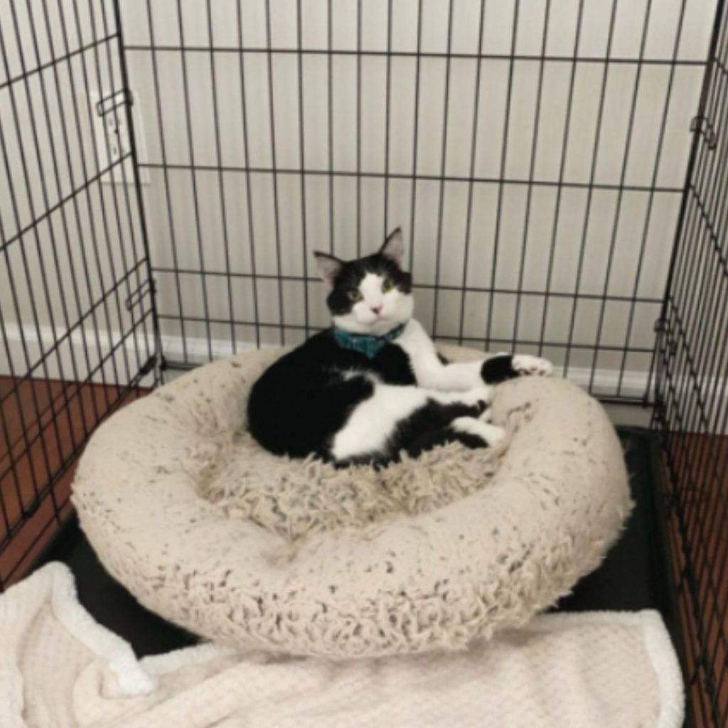 a cat is lying on a pillow in a cage