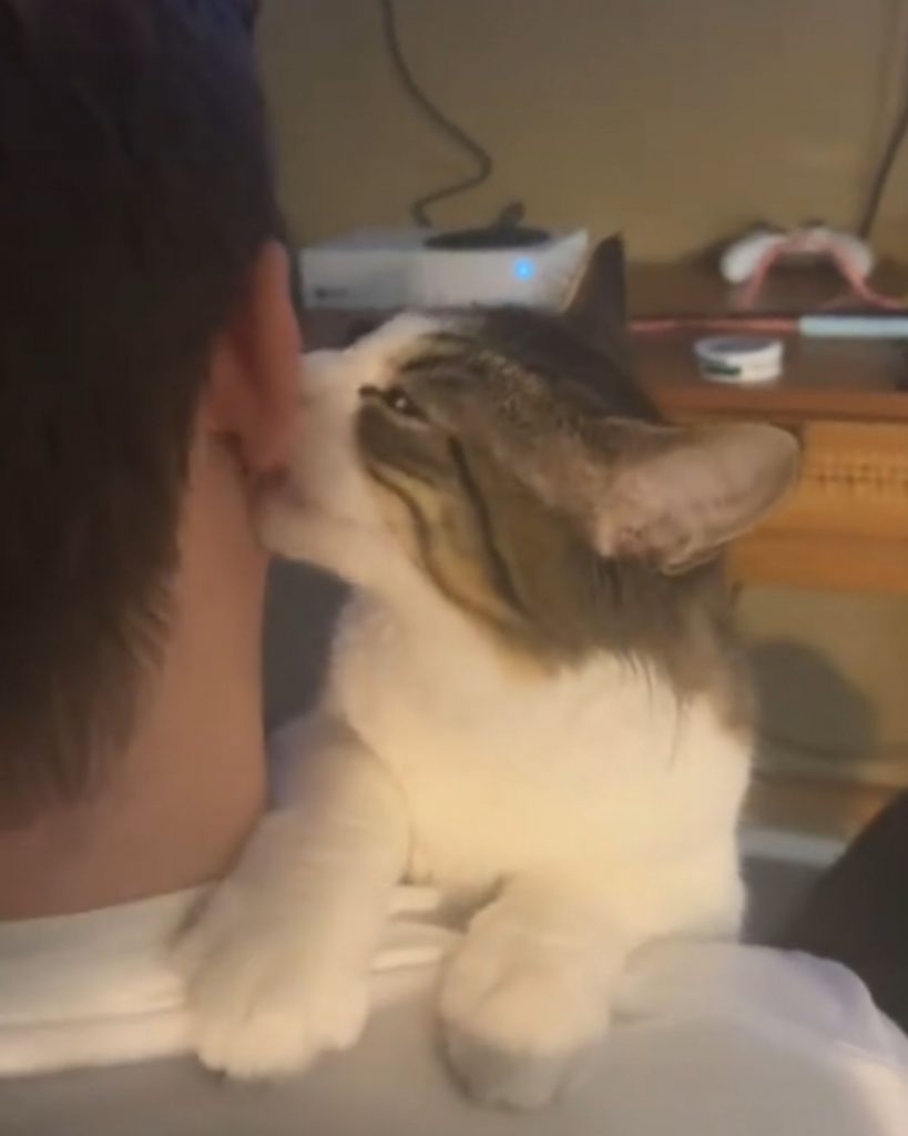 a cat kisses a man on the crat