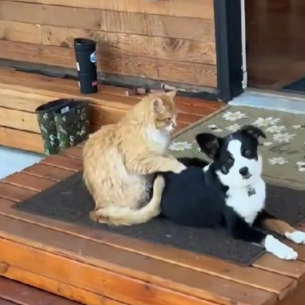 a cat leaning on a black dog