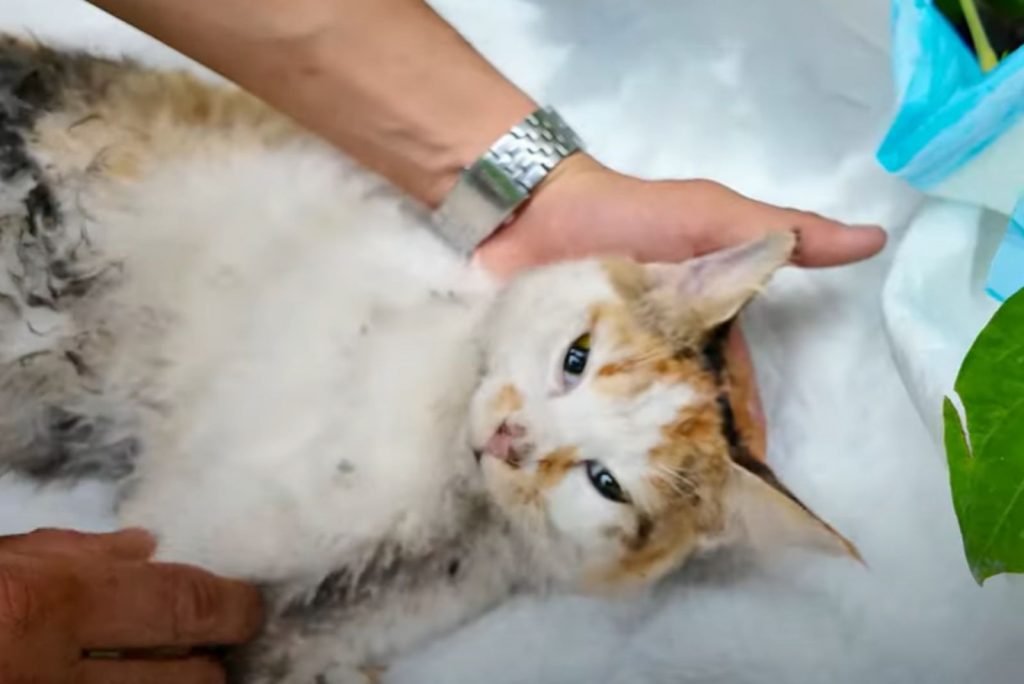 a cat lies on a white mat where a man helps her