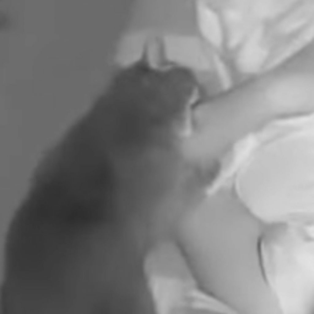 a cat nibbles on a man's hand while he sleeps