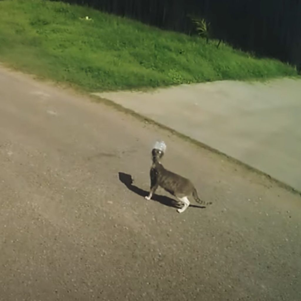 a cat with a bottle on its head