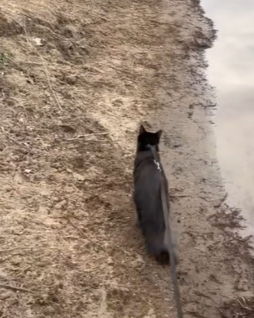 a cat with a leash walks along the beach by the water