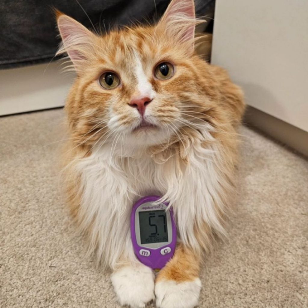 a cat with a sugar meter is looking at the camera