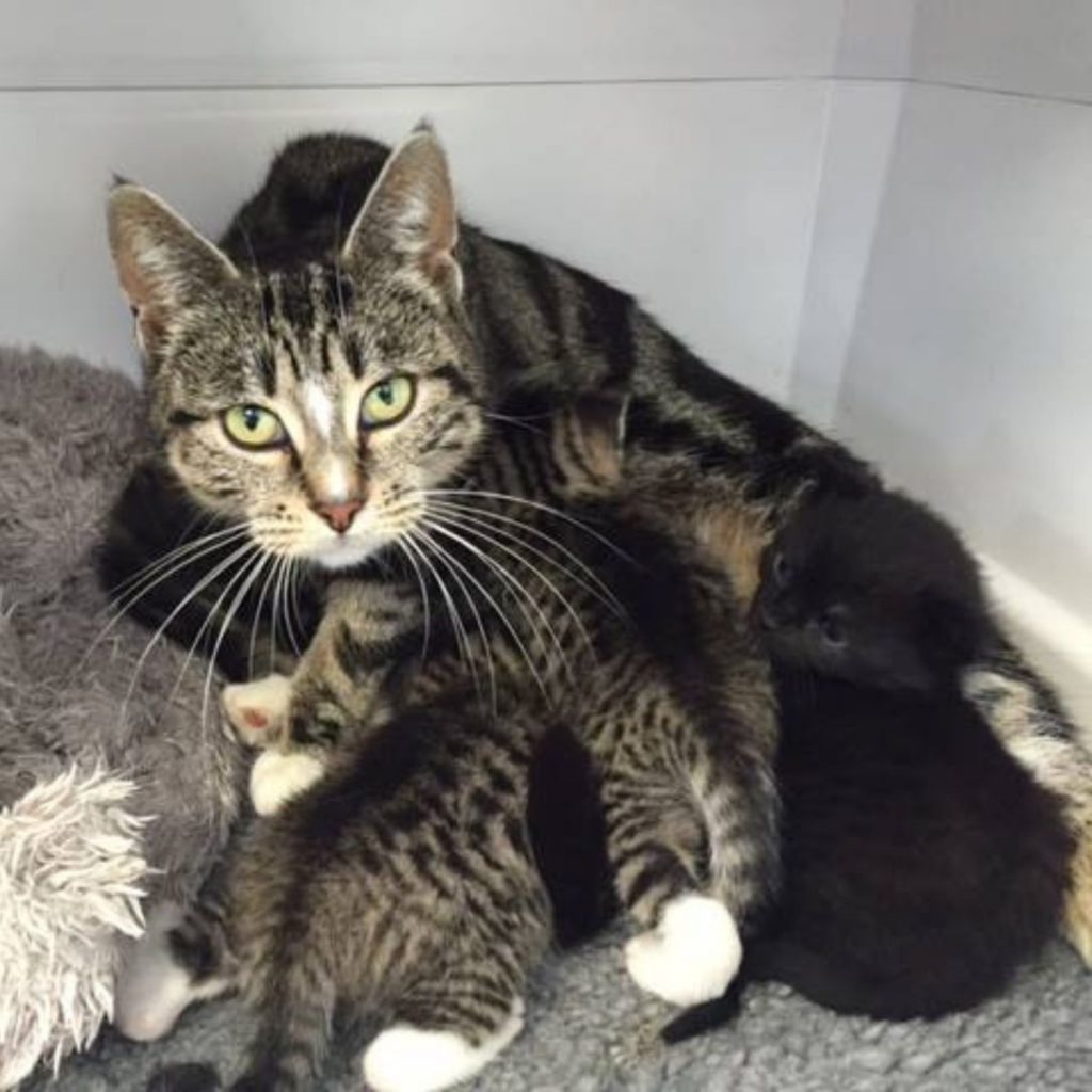 a cat with her kittens