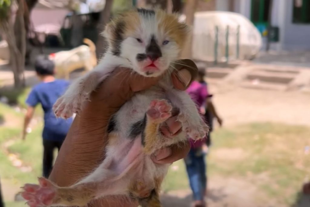 a colorful kitten in a man's hand