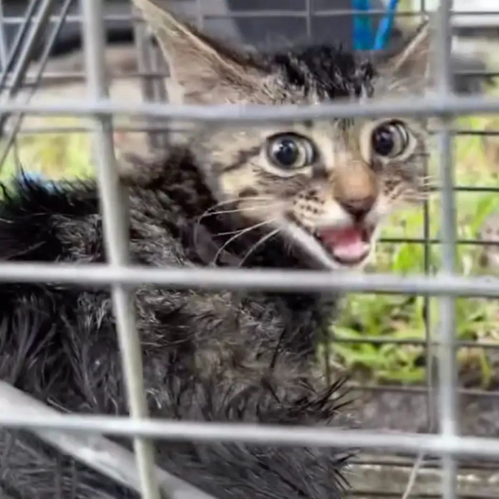 a cute kitten in a cage meows