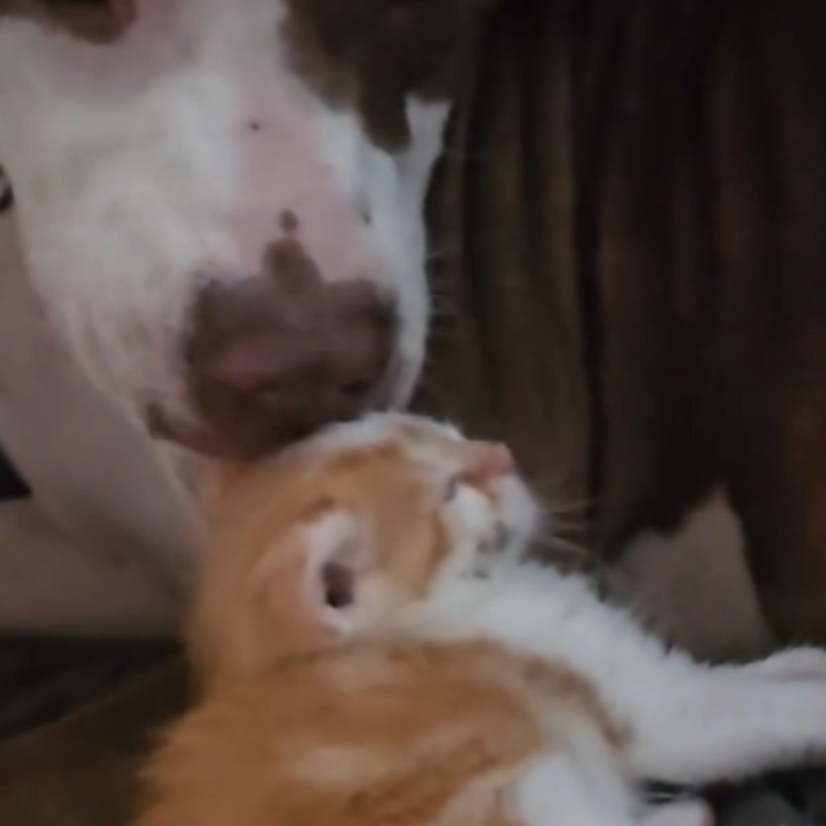 a dog licking kitten