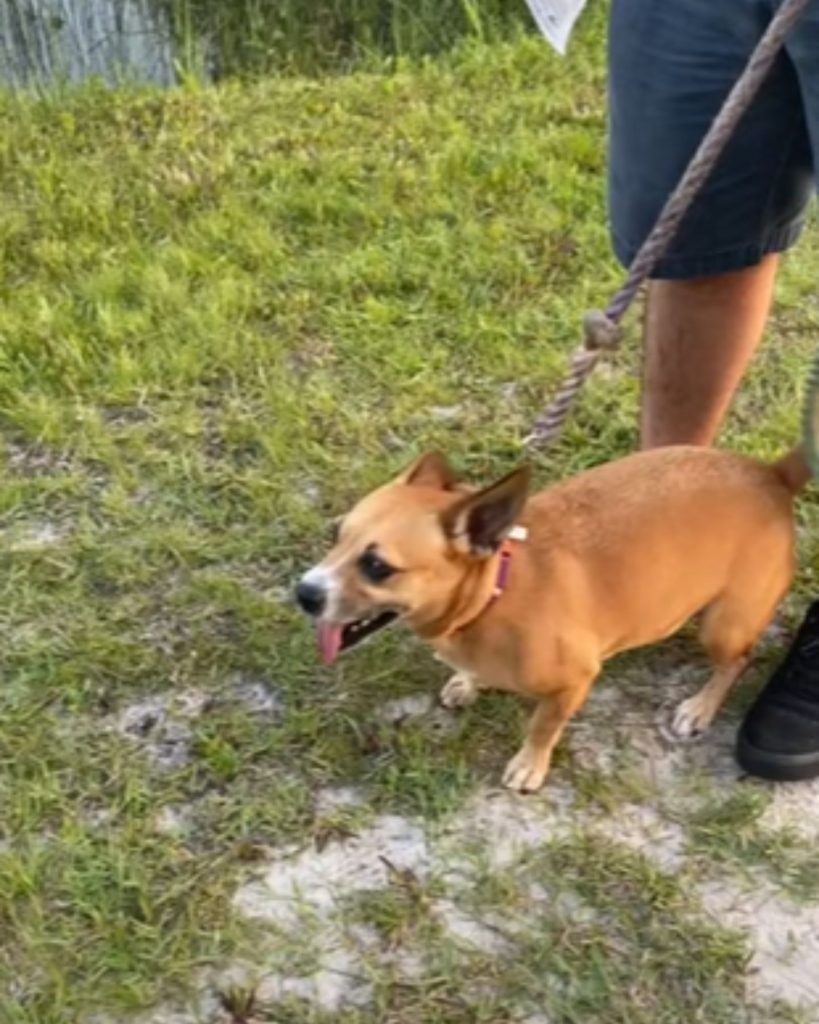 a dog on a leash for a walk