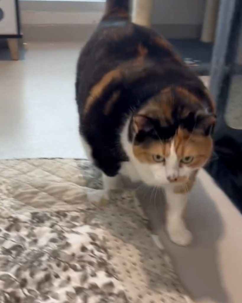 a fat cat walks around the house