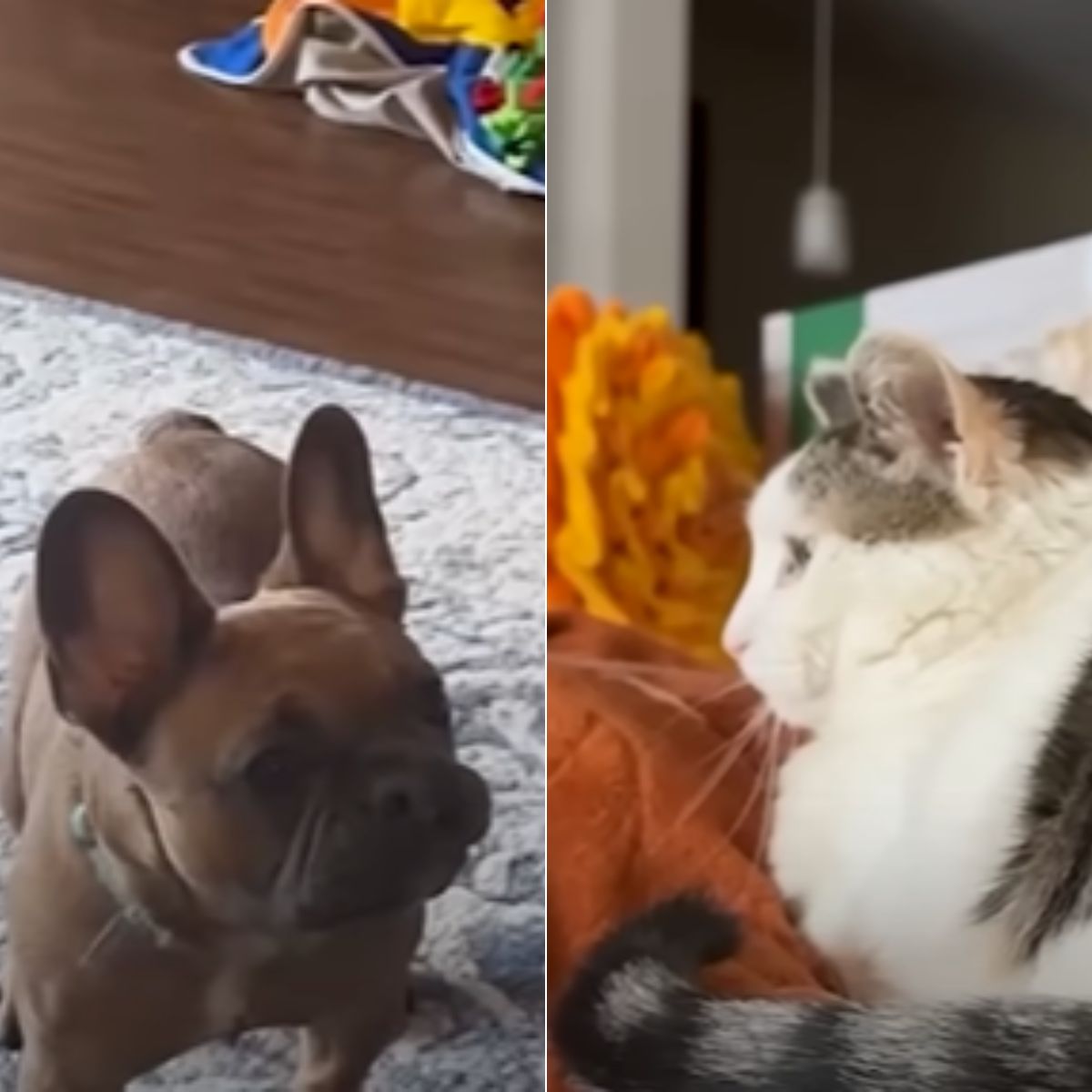 a french bulldog and a cat