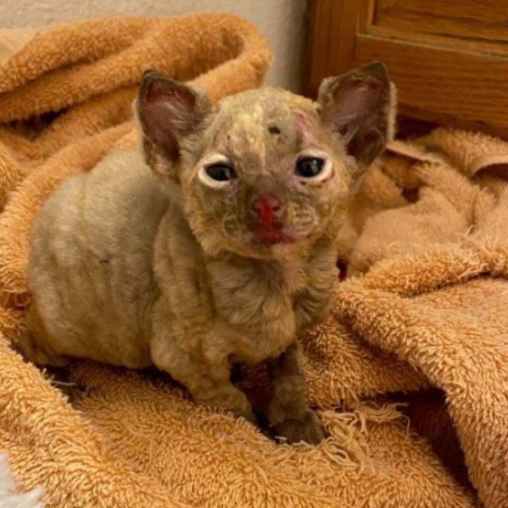 a fried kitten is sitting on a brown blanket