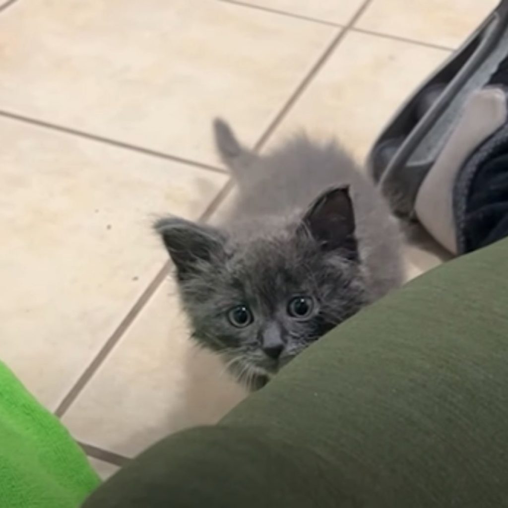 a gray kitten is standing next to a man's leg