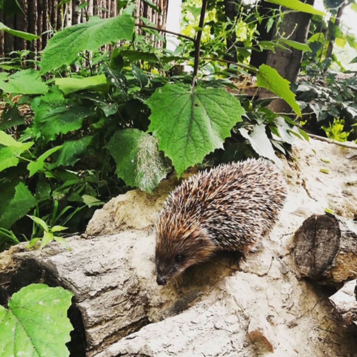 a hedgehog in nature on the tree