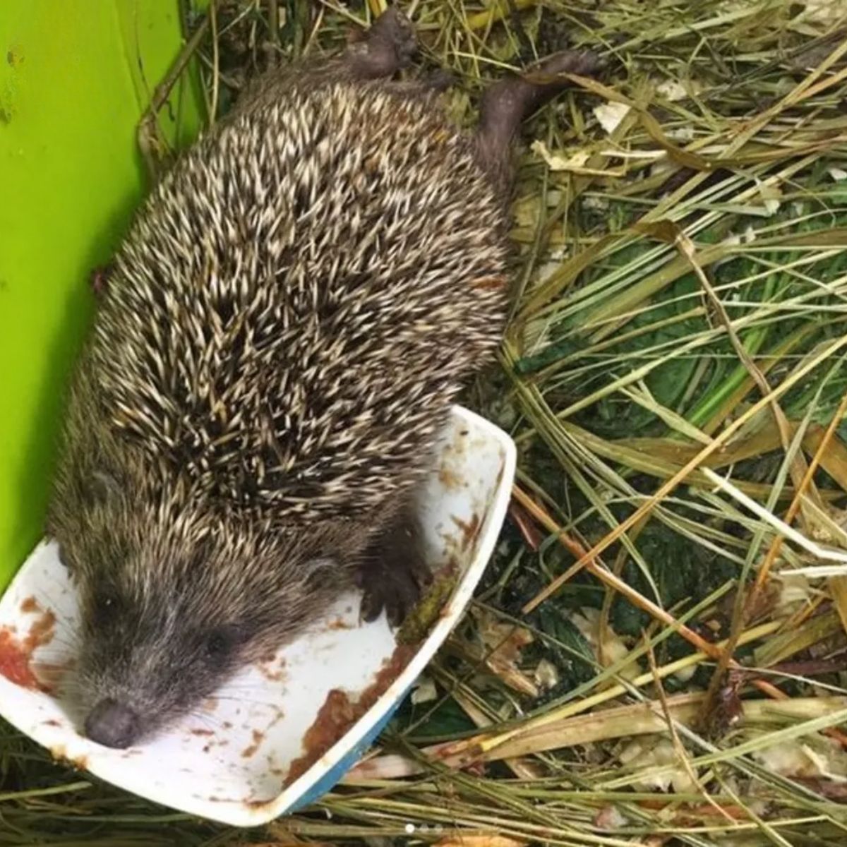 a hedgehog on the plastic bowl outdoor