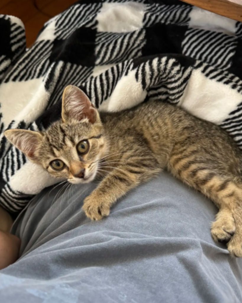 a kitten lies on a man's stomach