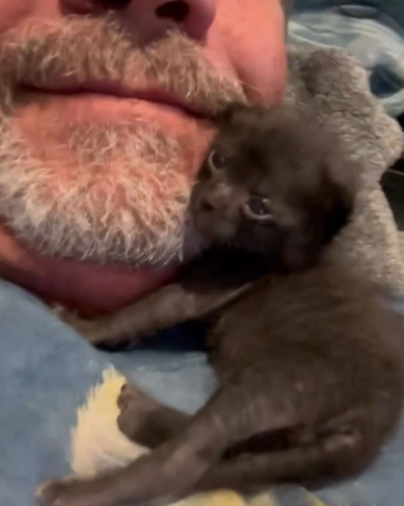 a kitten resting on a man's chin