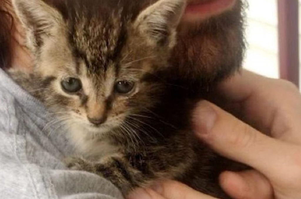 a kitten resting on a man's neck