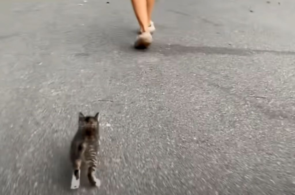 a kitten walks down the street