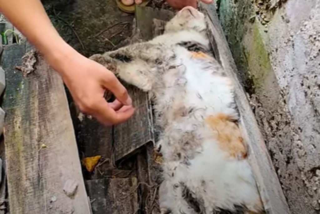 a man approaches an unconscious cat