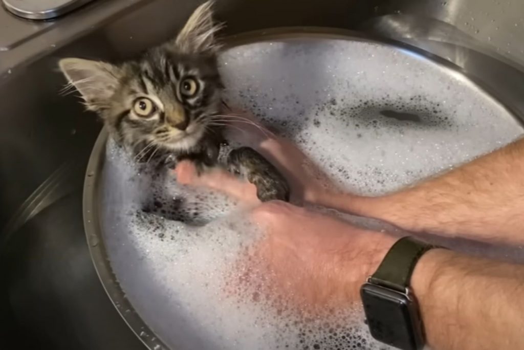 a man bathes a kitten in the sink