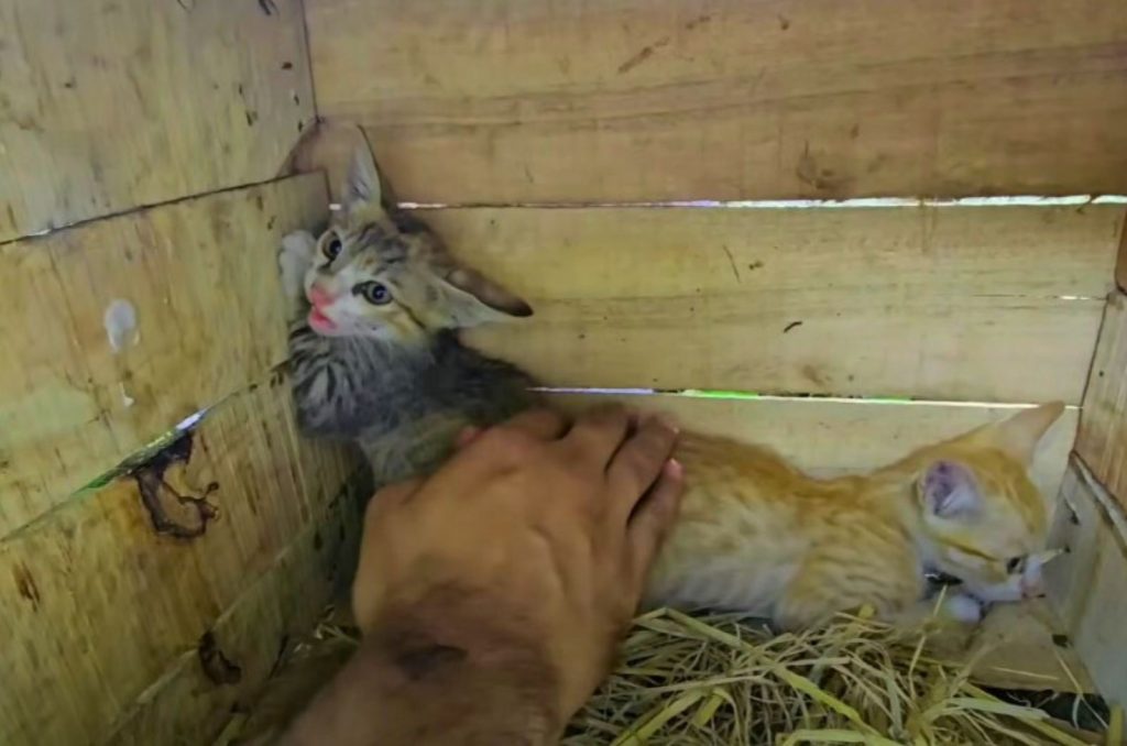 a man caresses two kittens