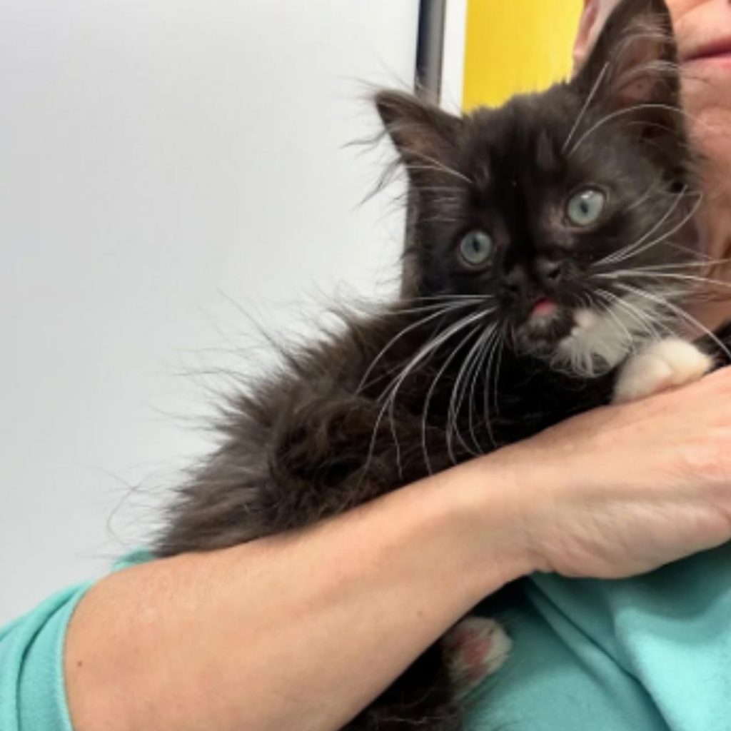 a man holds a black kitten in his arms