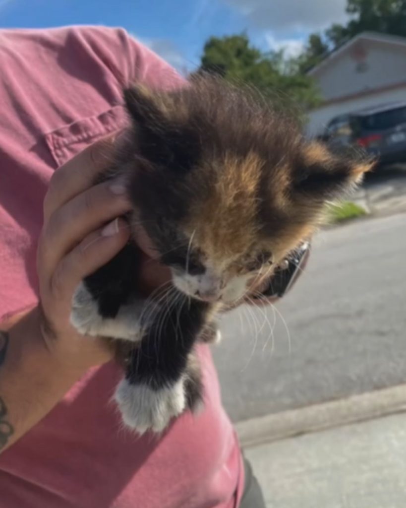 a man holds a kitten in his hands