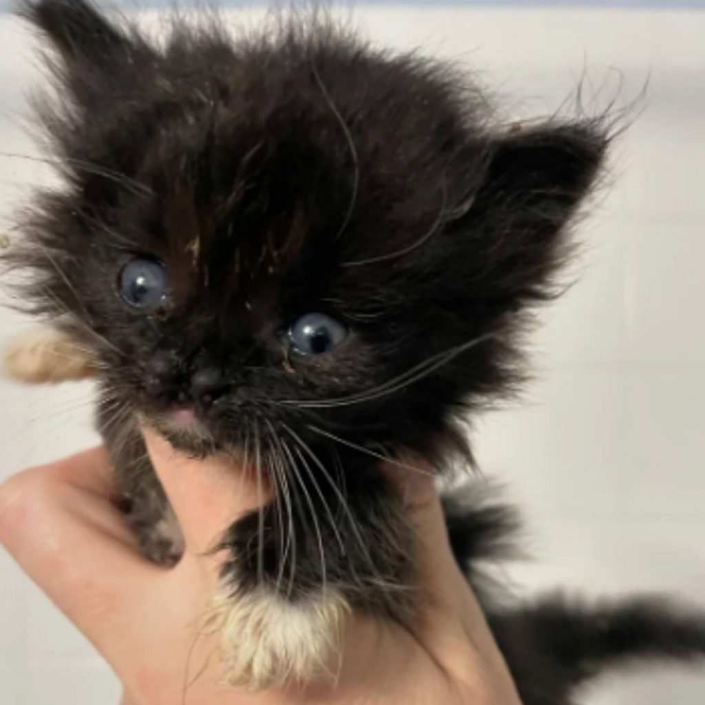 a man is holding a black kitten in his hand