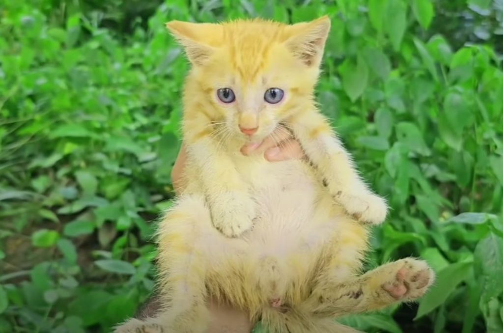 a man is holding a yellow kitten in his hand