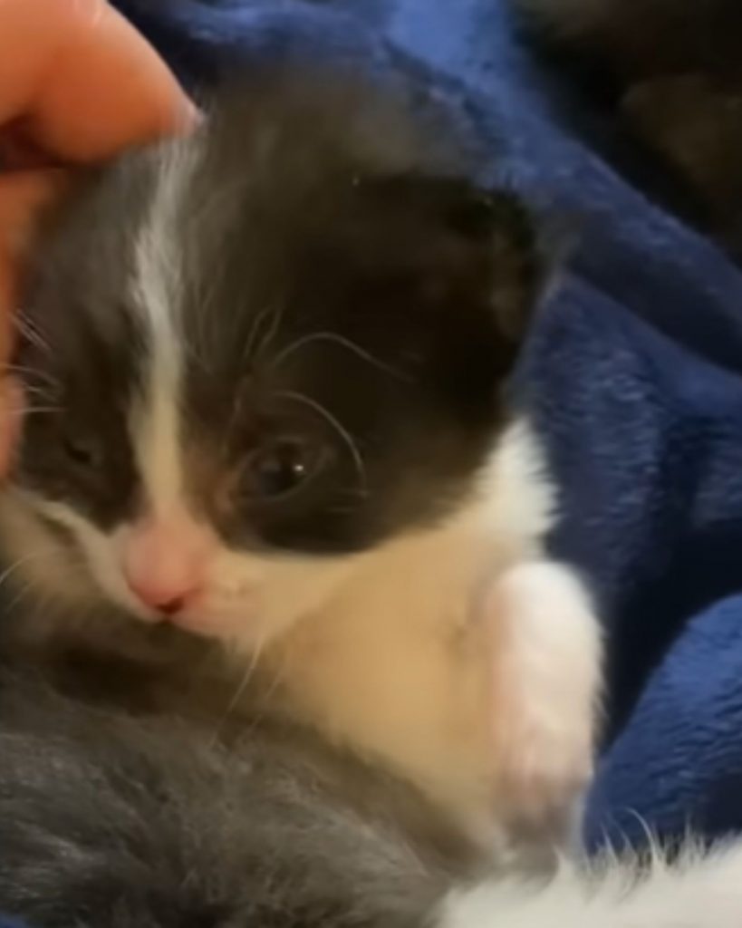 a man is petting a little kitten