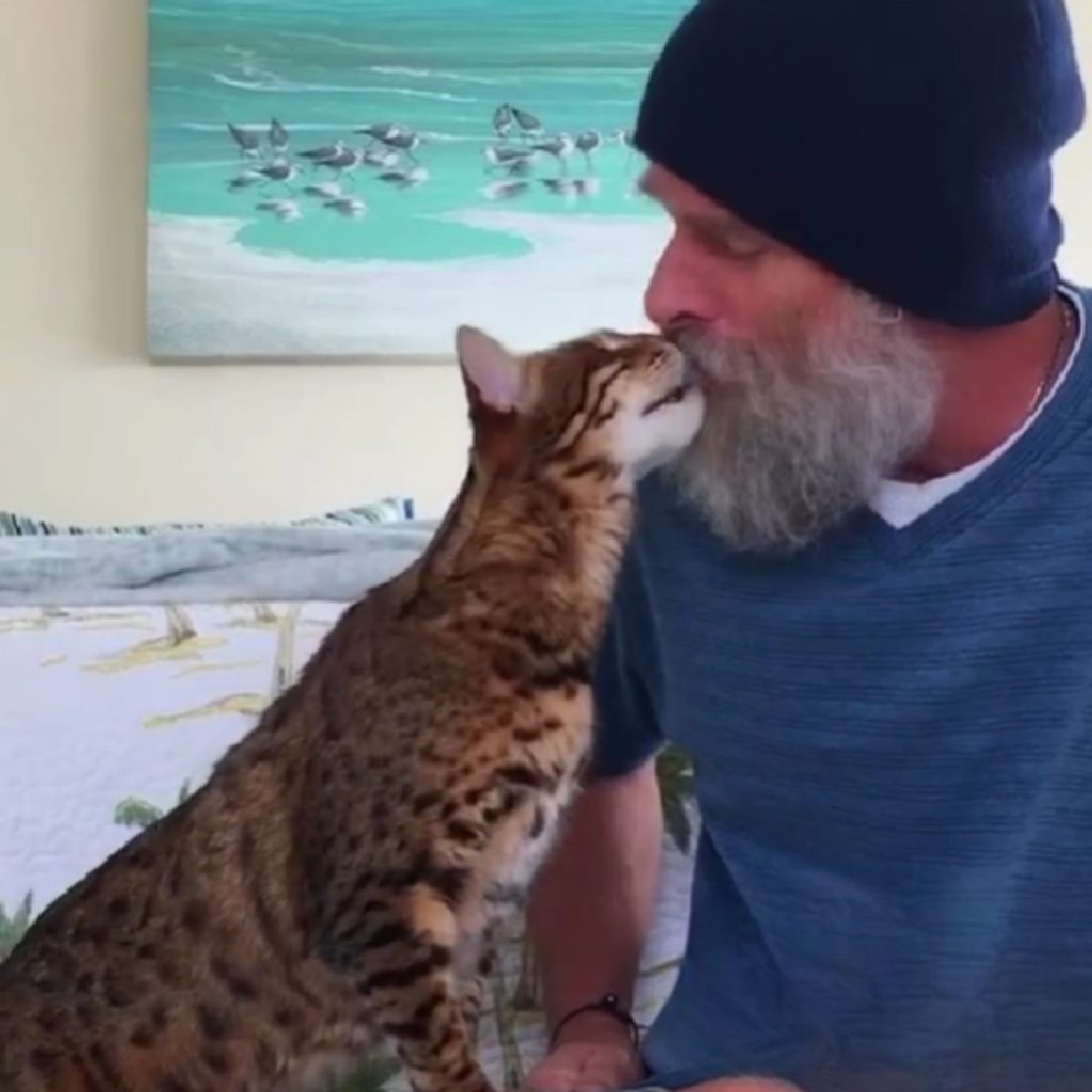 a man kisses a bengal cat