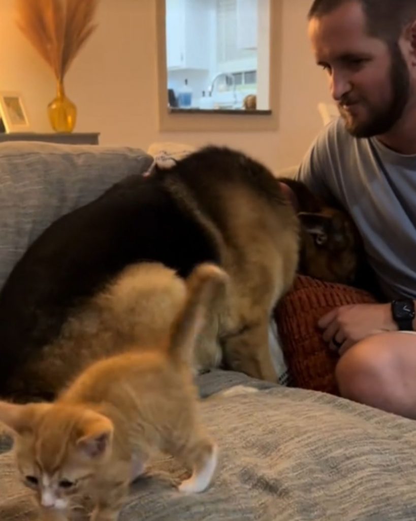 a man plays with a German shepherd while the kitten is also there